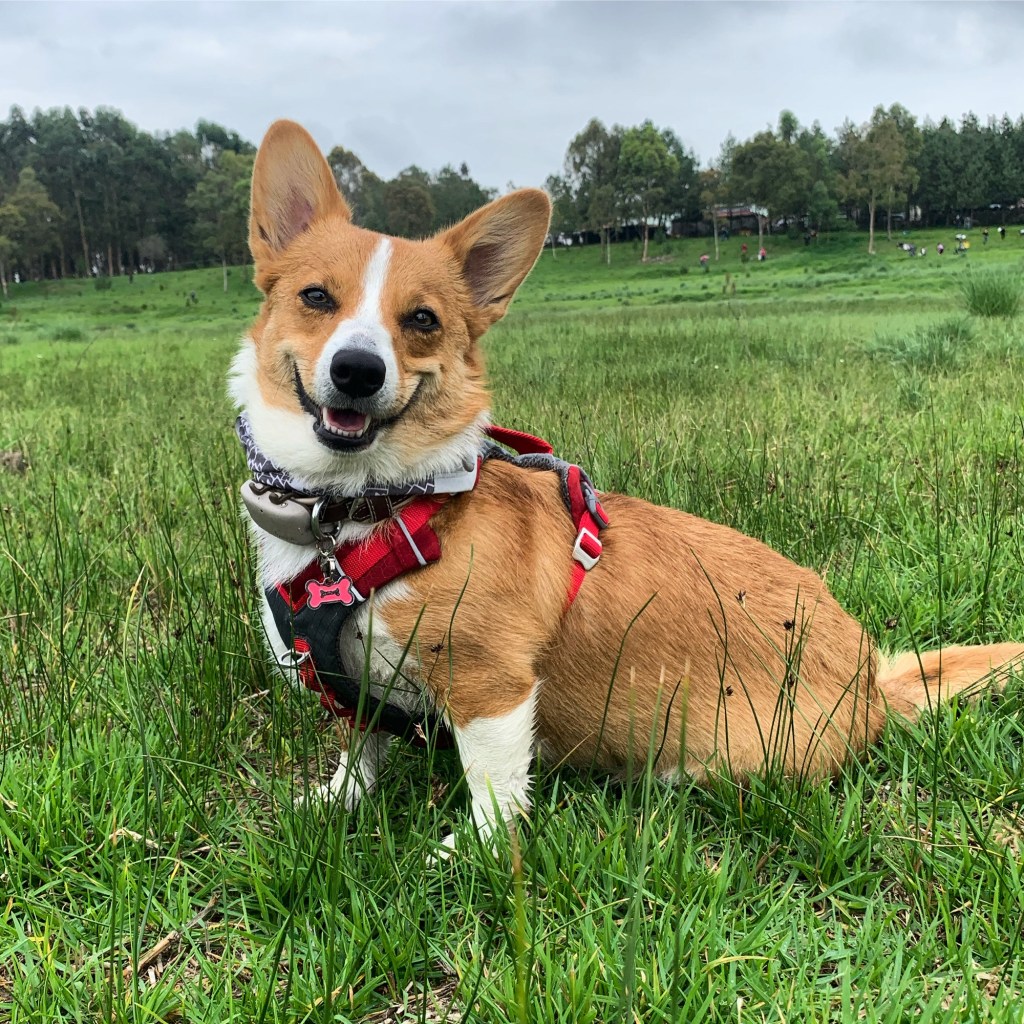 Carta de 7 años de Nala Pembroke&nbsp;(Mensaje)